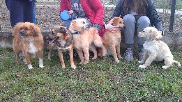 SOS: 2 nesretne pseće obitelji upućuju posljednji vapaj za pomoć i stalni dom