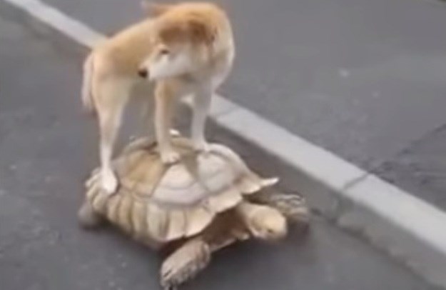 Prizor koji se ne viđa svaki dan: Kada ti je loš dan, voziš se kornjači na leđima