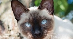 Zanimljive činjenice o sijamskim mačkama