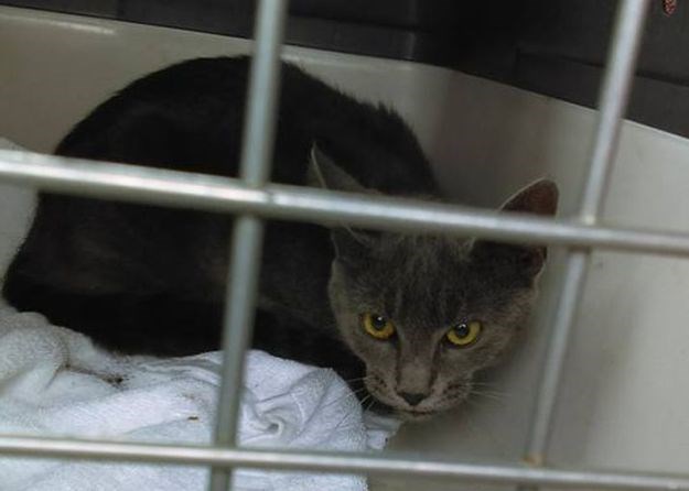 Zatočenu macu nakon 4 dana spasili pazinski vatrogasci, vlasnica se odužila na najbolji mogući način