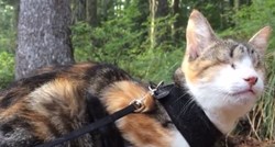 Upoznajte Honey Bee, slijepu mačku koja obožava planinariti!