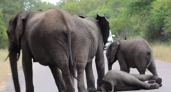 Dirljivi video: Slonovi nikada ne ostavljaju jedni druge