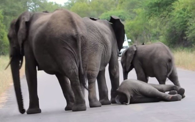 Dirljivi video: Slonovi nikada ne ostavljaju jedni druge