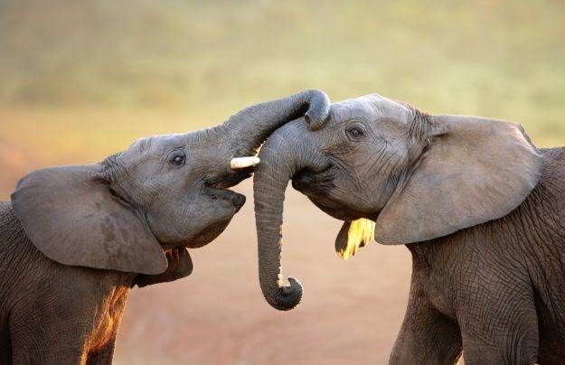 11 zanimljivih činjenica koje niste znali o slonovima