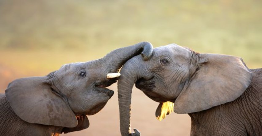 11 zanimljivih činjenica koje niste znali o slonovima
