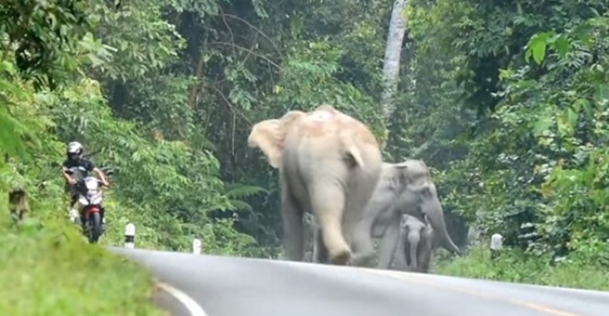 Motociklist se ispričao slonovima, nakon što ih je uznemirio svojim prijevoznim sredstvom