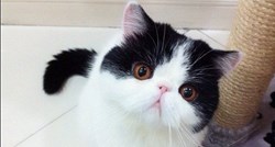 Ovo su mačke s najneobičnijim njuškicama na Instagramu
