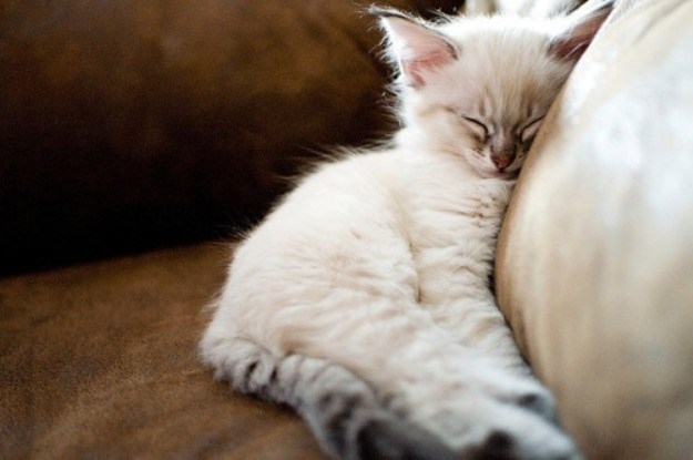 Neobične činjenice o životinjskom spavanju