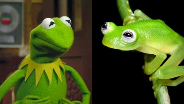 Znanstvenici otkrili novu vrstu prozirne žabe koja izgleda identično kao Kermit