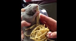 Ratatouille u stvarnom životu: Štakor koji jede špagete uljepšat će vam dan