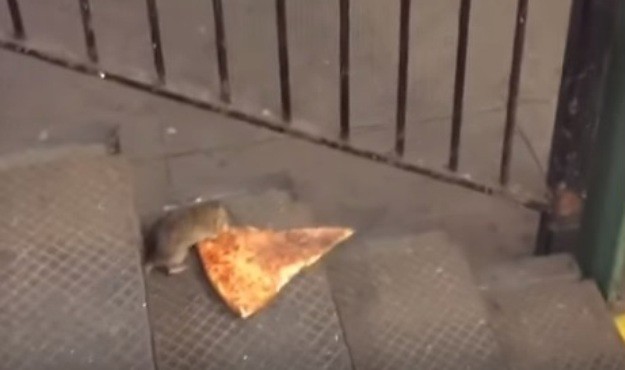 Operacija "Pizza": Štakor našao krišku te jurnuo s njom po stepenicama podzemne