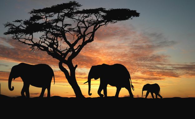 Odsad možeš doživjeti afrički safari uz pomoć Google Street View-a