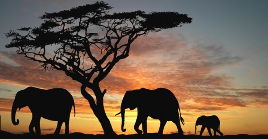 Odsad možeš doživjeti afrički safari uz pomoć Google Street View-a