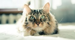 Kako prirodno umanjiti stres kod mačke?