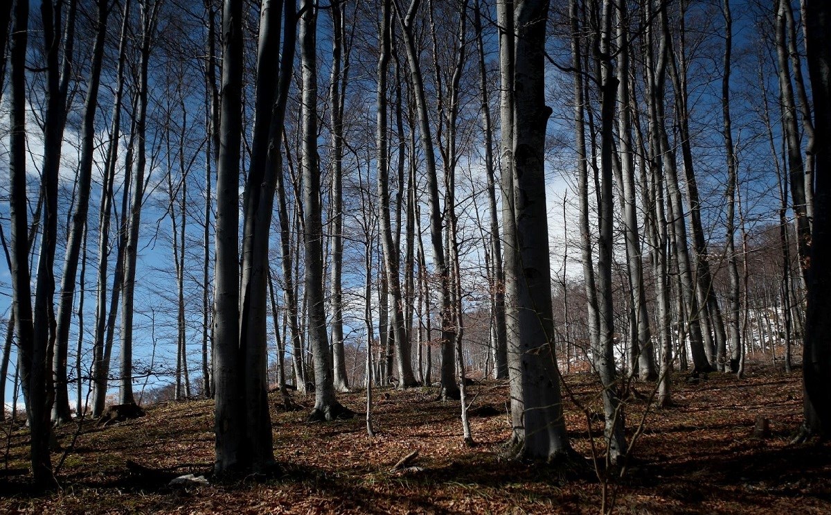 Kod Križevaca stablo palo na muškarca koji ga je pilio motorkom, umro je na licu mjesta
