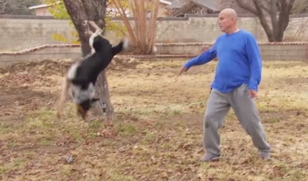 Video: Ovi psi pokazat će vam svoje nevjerojatne vještine