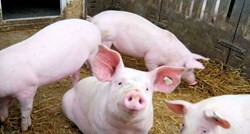 Bugarska zbog svinjske gripe gradi ogradu na granici s Rumunjskom