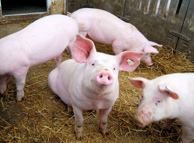 Tolušić traži da se zbog afričke svinjske kuge ne uvoze svinje iz Mađarske