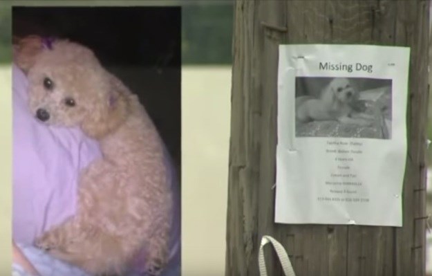 Izgubljeni pas se vratio doma nakon što je prepoznao glas vlasnice na TV-u