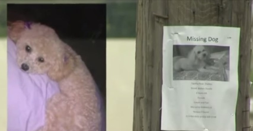 Izgubljeni pas se vratio doma nakon što je prepoznao glas vlasnice na TV-u