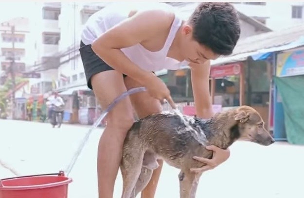 Svaka čast: Mladić na Tajlandu svoje vrijeme provodi kupajući pse lutalice