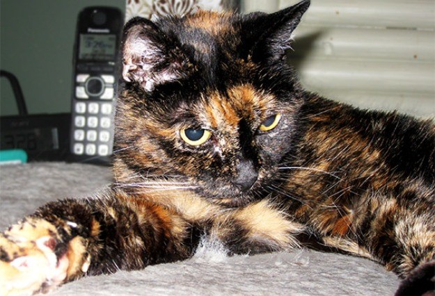 26 joj je tek: Upoznajte Tiffany Two, najstariju živuću mačku na svijetu!