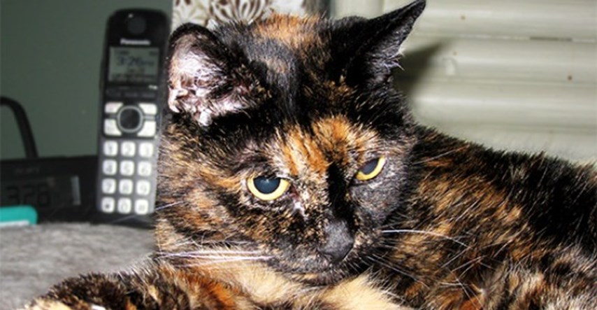 26 joj je tek: Upoznajte Tiffany Two, najstariju živuću mačku na svijetu!