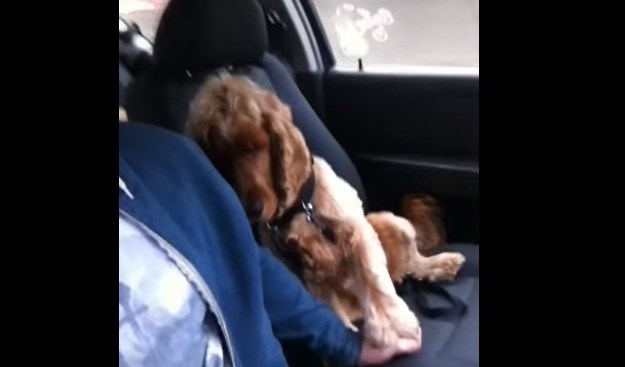 Ovaj pas ne želi se voziti u autu, ako ga njegov vlasnik ne drži za šapu