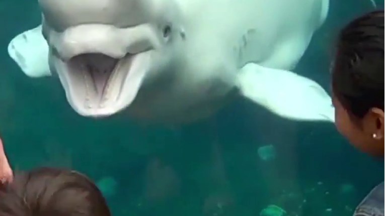 VIDEO Morske životinjice mogu biti jako zabavne
