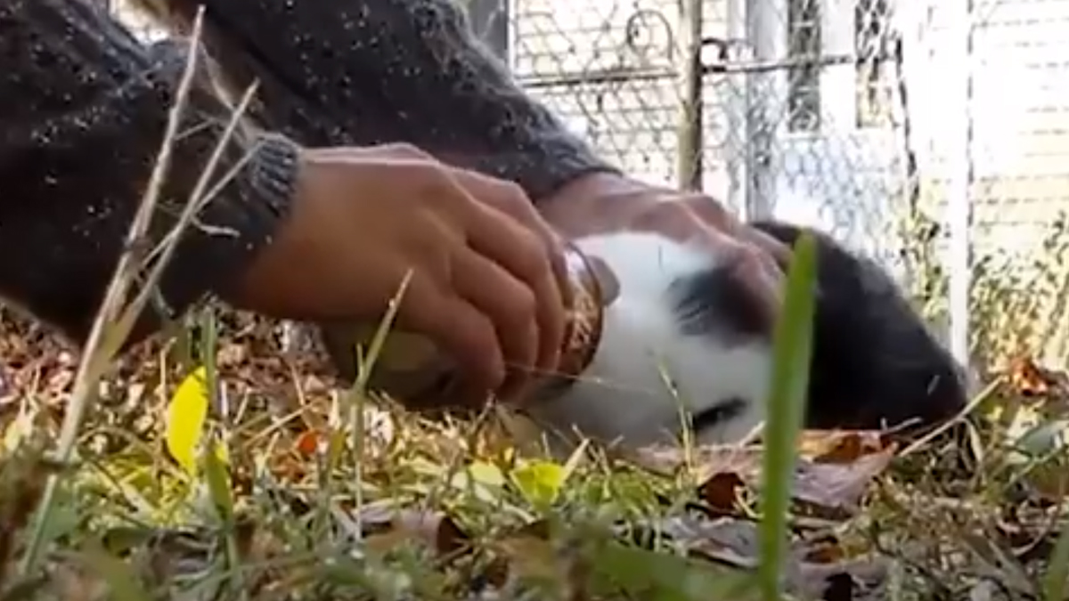VIDEO Malenoj maci je glava zapela u konzervi i nije ju mogla izvući van