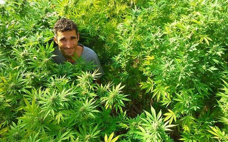 Luksetić je tvrdio da marihuanu uzgaja zbog multiple skleroze, sada je osuđen na dvije godine zatvora