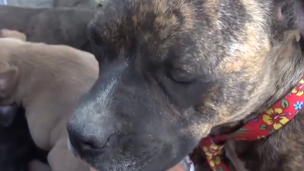 VIDEO Napuštena kujica i njene bebe su pronašli sreću