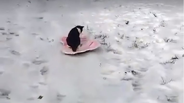 VIDEO Jeste li ikada vidjeli da mace uživaju u snijegu?