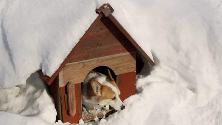 VIDEO Veterinar je proveo noć u psećoj kućici kako bi pokazao koliko je hladno!