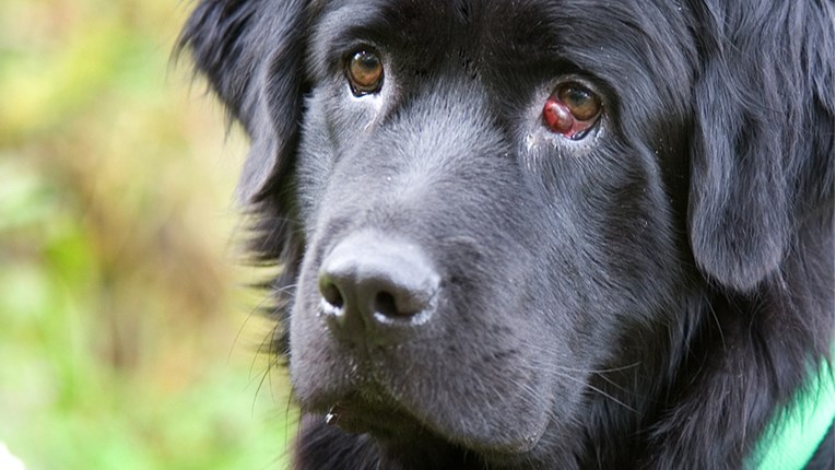 Znate li što je cherry eye kod pasa?