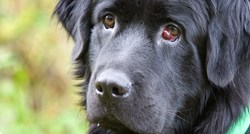 Znate li što je cherry eye kod pasa?