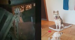 VIDEO Ovaj pas živio je u užasnim uvjetima, ali su ga dobri ljudi spasili
