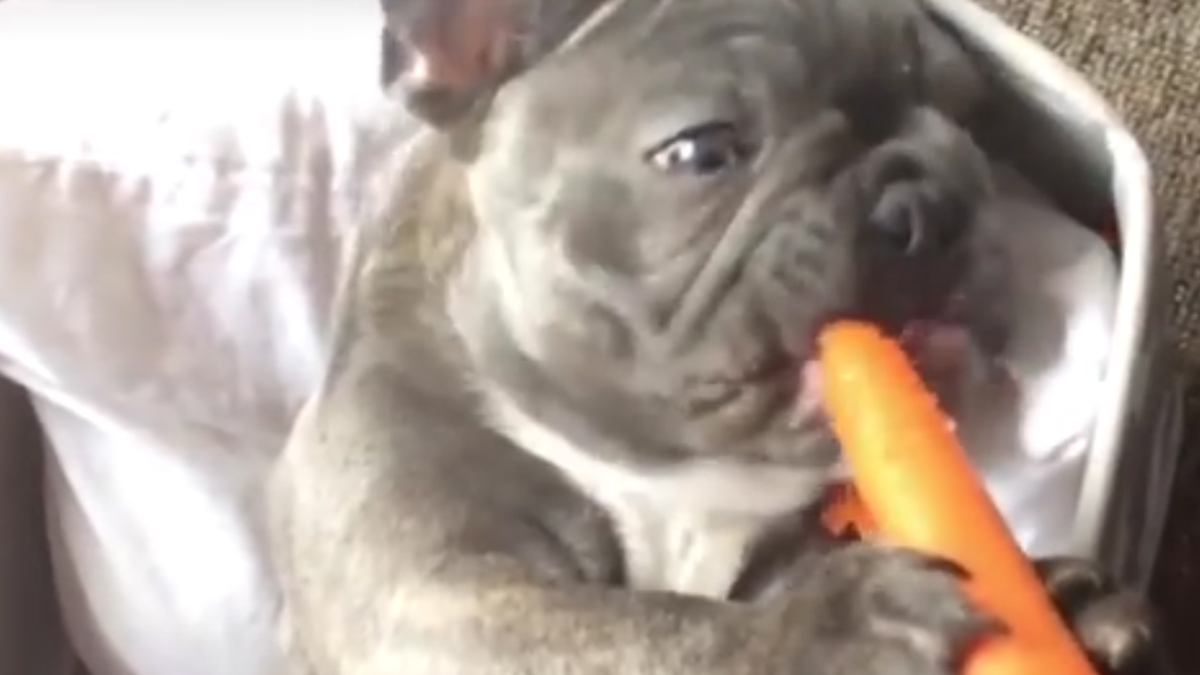 VIDEO Francuski buldog opsjednut je hranom