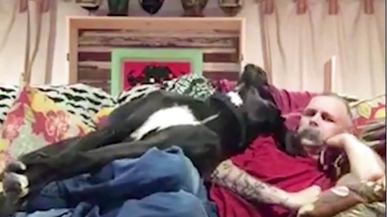 VIDEO Ovom velikom psu ne treba krevet, on ima svog čovjeka