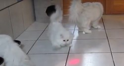 VIDEO Ove mace su toliko slatke da nećete vjerovati