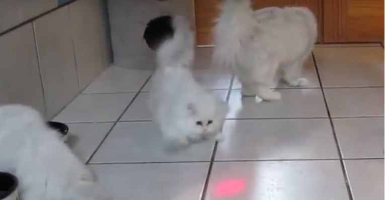 VIDEO Ove mace su toliko slatke da nećete vjerovati