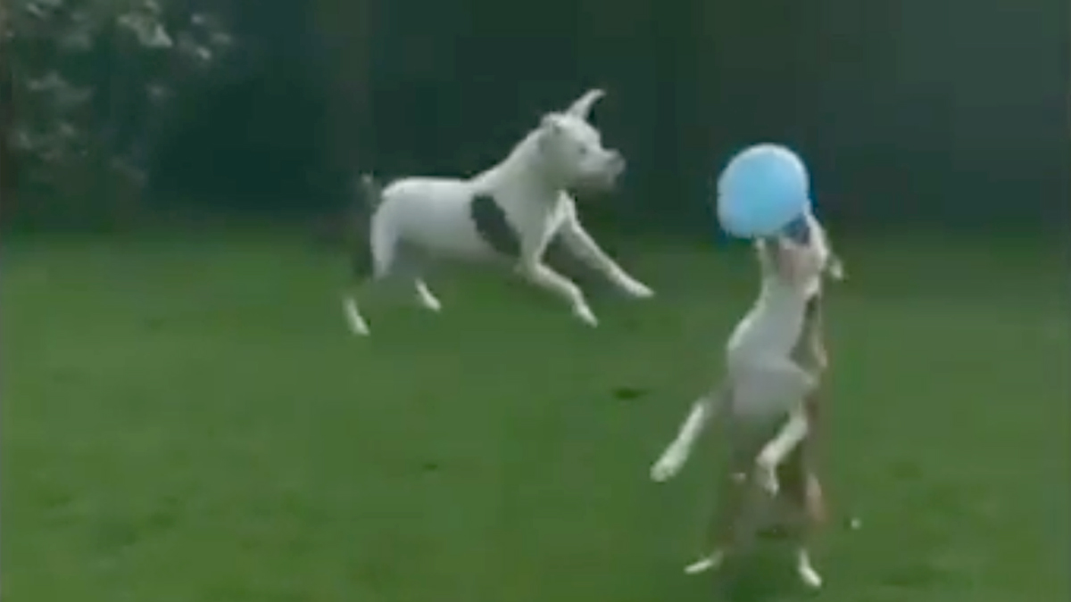 VIDEO Opasni baloni vs. pit bull