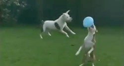 VIDEO Opasni baloni vs. pit bull