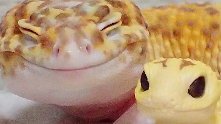 VIDEO Ovaj gekon ima osmijeh kojem ne možete odoljeti