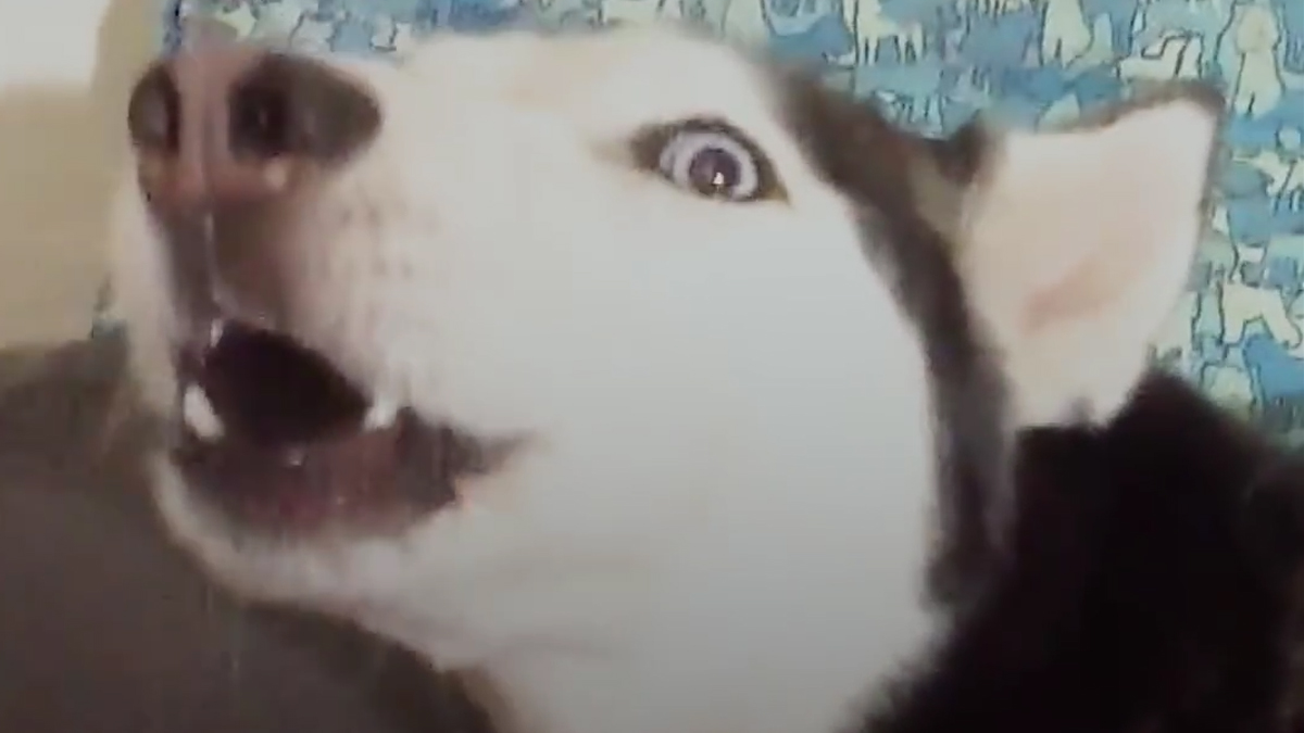 VIDEO Ova kujica je bila jako ljuta na svoju vlasnicu, ali ima nešto čemu ne može odoljeti