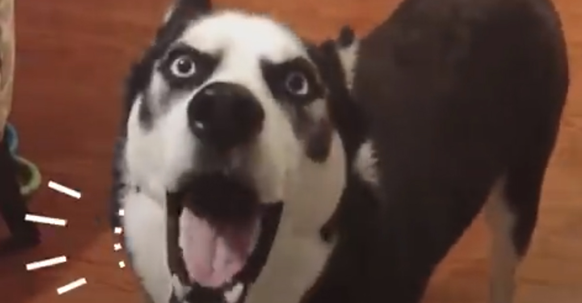 VIDEO Ovaj pričljivi husky se žalio sve dok se nije desilo nešto divno