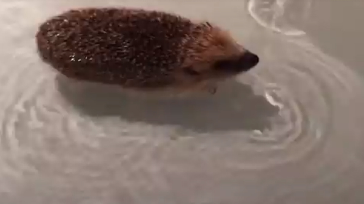 VIDEO Ova žena napravila je u svom domu bolnicu za ježeve