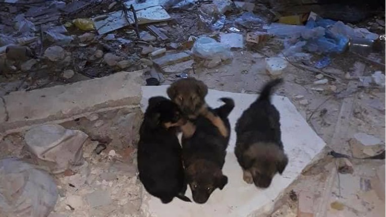 FOTO U Kninu i okolici napušteno 20 štenaca