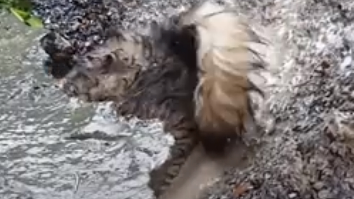 VIDEO Kujici su zapeli štenci u rupi punoj vode, a ona je napravila nešto nevjerojatno