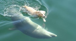 VIDEO Labrador i delfin su nerazdvojni prijatelji